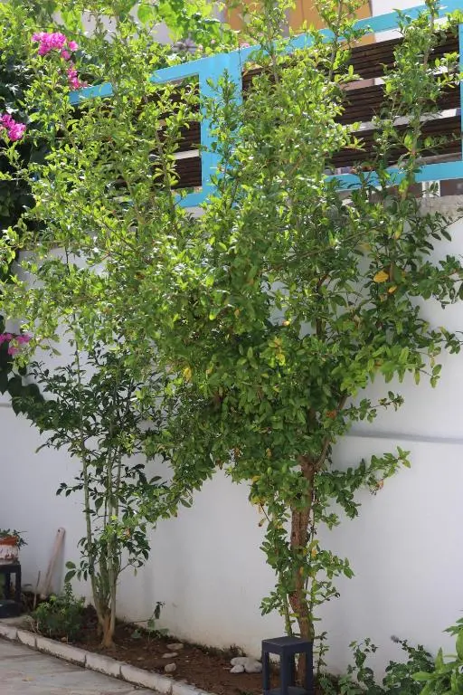 img_id_1315276.webp