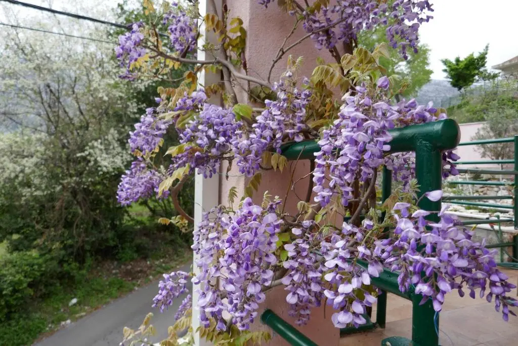 img_id_2253509.webp