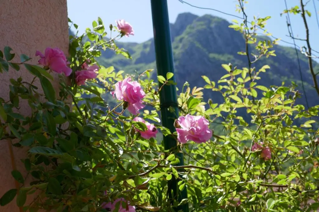 img_id_2253535.webp