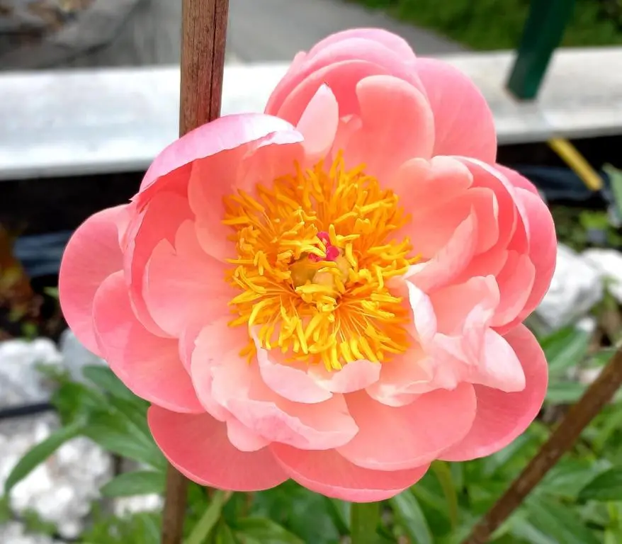 img_id_2253552.webp