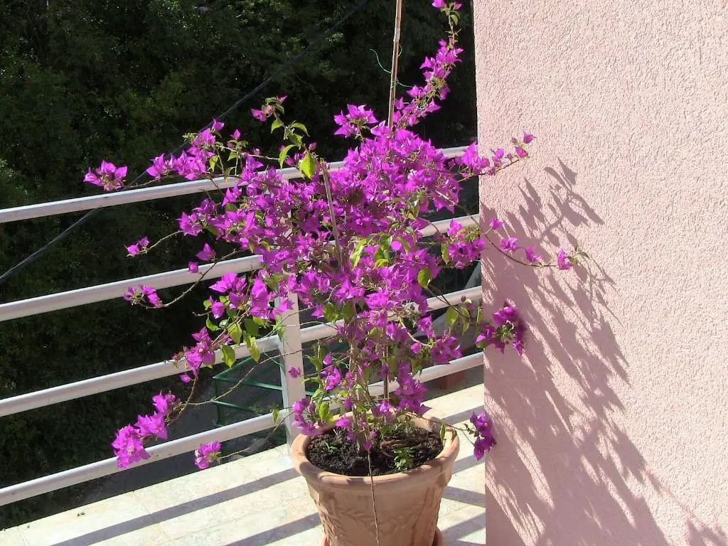 img_id_2253558.webp