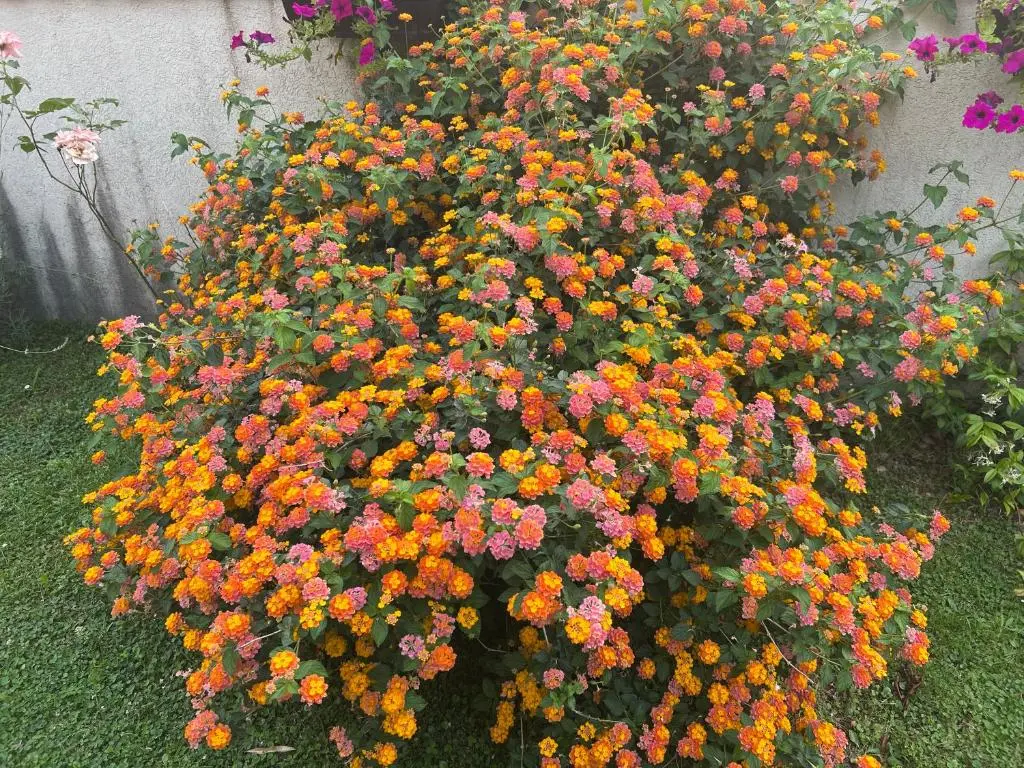 img_id_2250303.webp