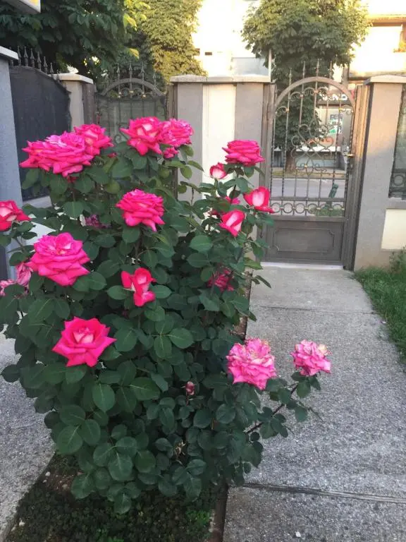 img_id_2249396.webp
