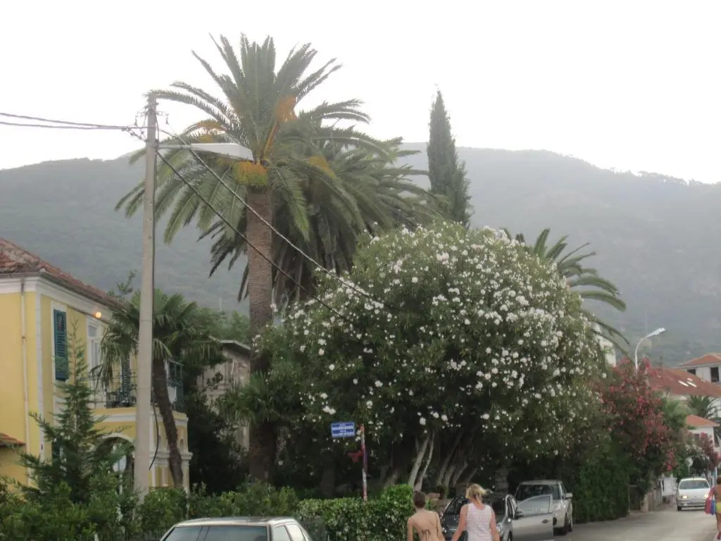 img_id_2248364.webp