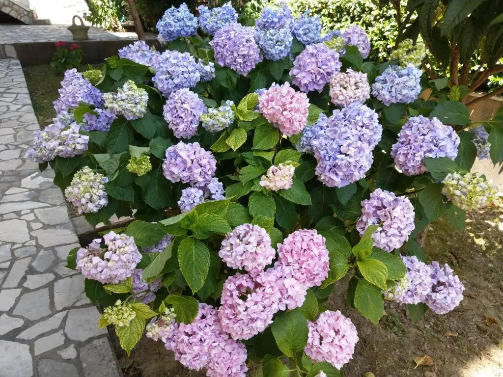 img_id_2244198.webp