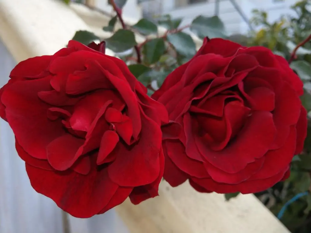 img_id_2244244.webp