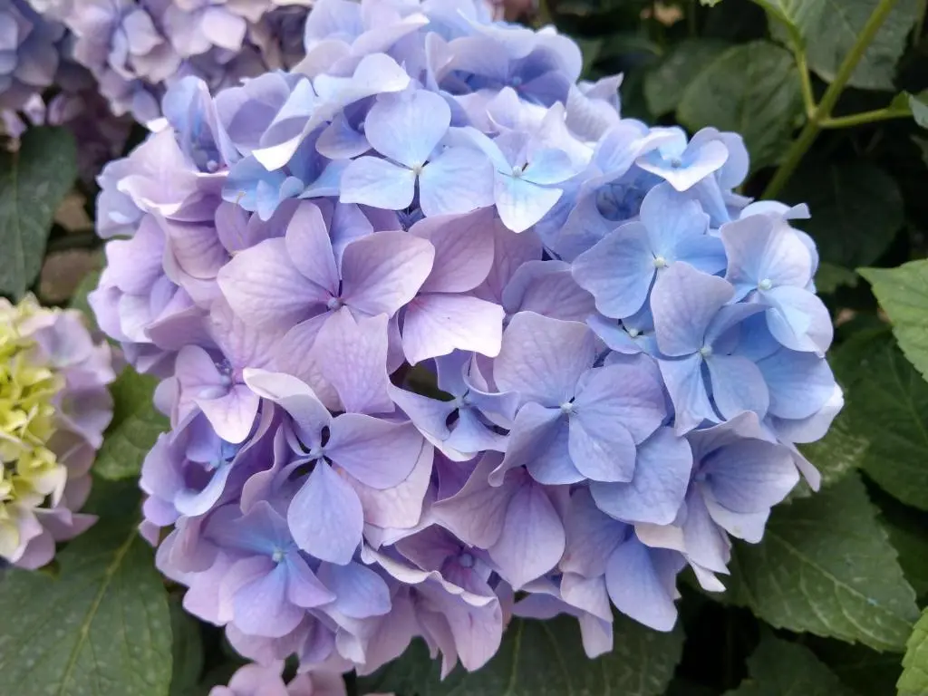 img_id_2244245.webp
