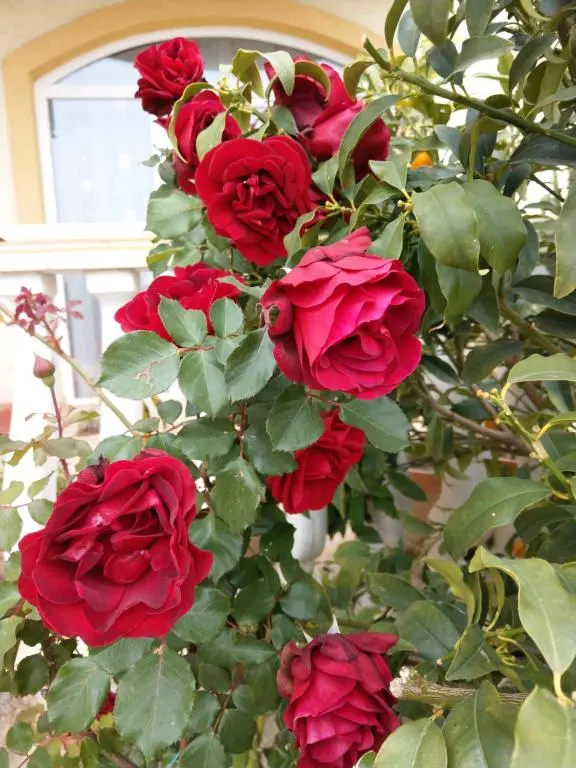 img_id_2244247.webp