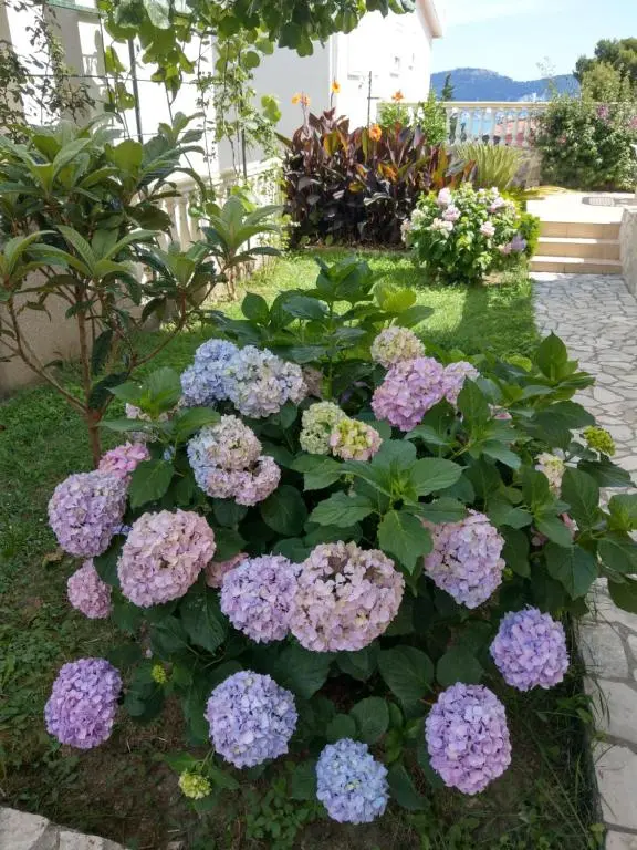 img_id_2244250.webp