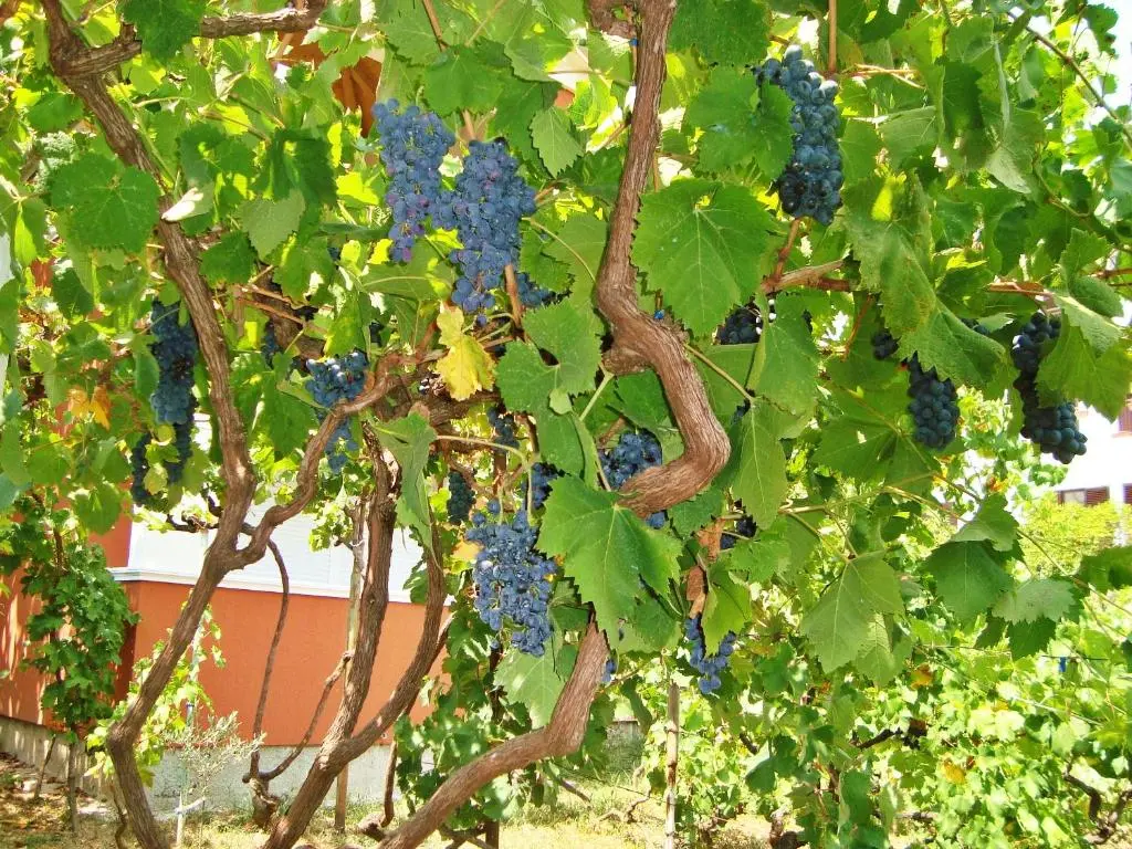 img_id_2242276.webp