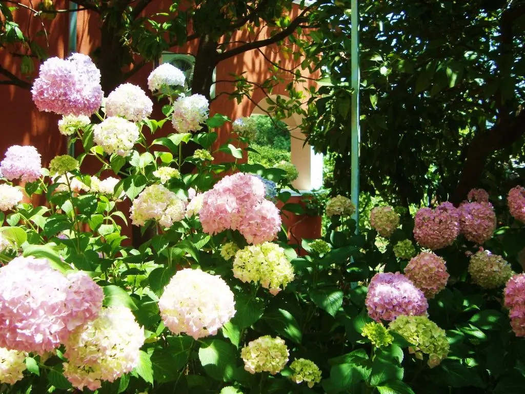 img_id_2242296.webp