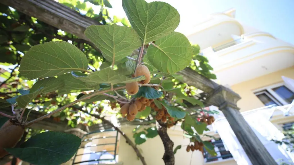 img_id_2241849.webp