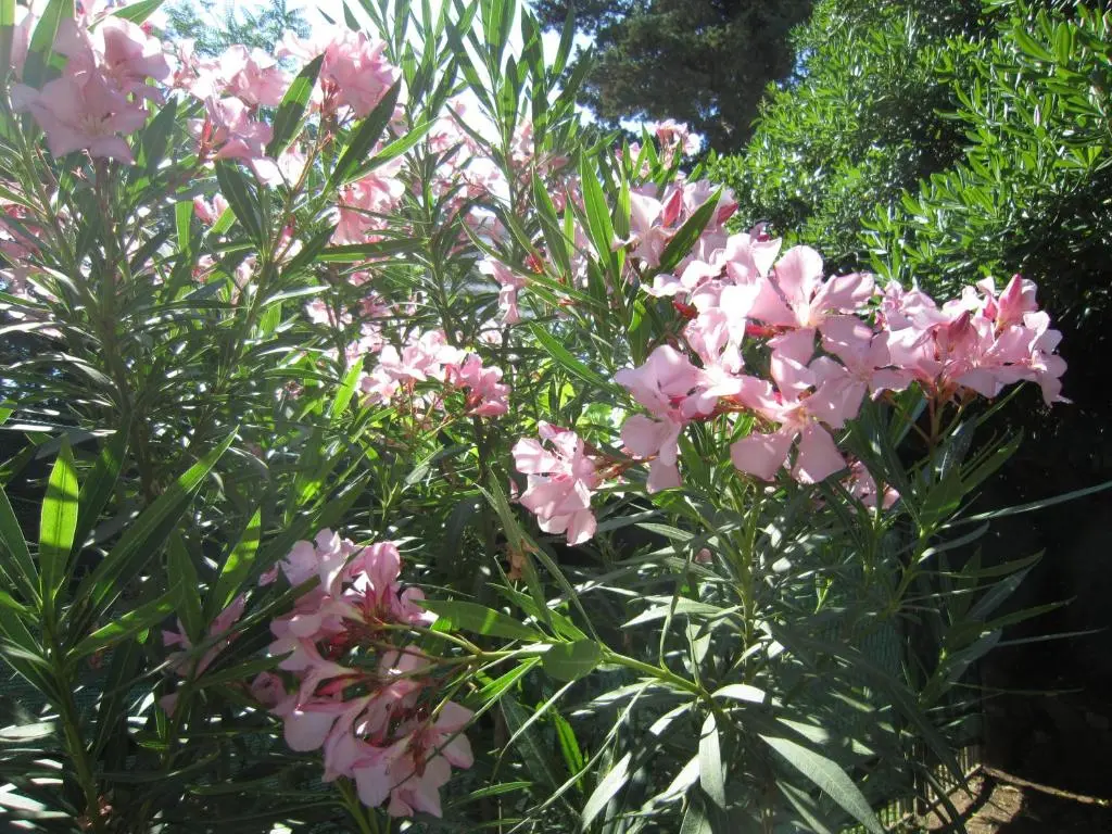 img_id_2238364.webp