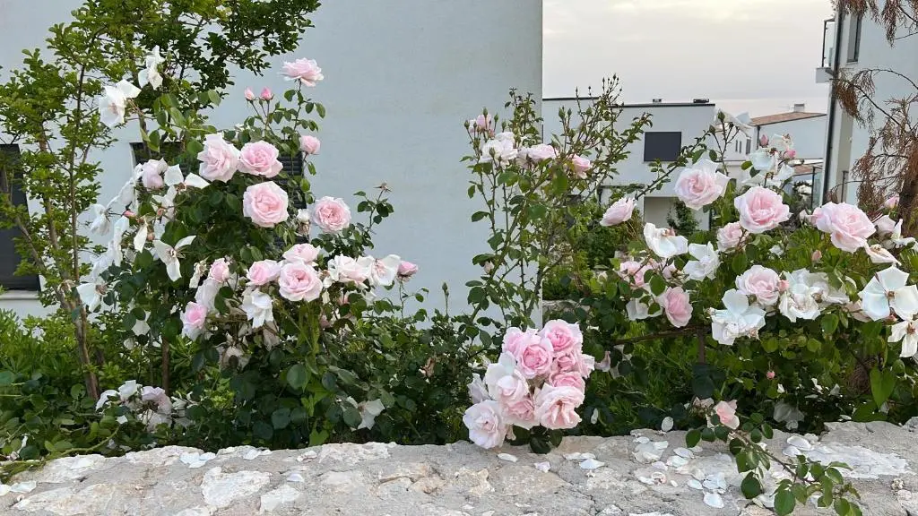 img_id_1252789.webp