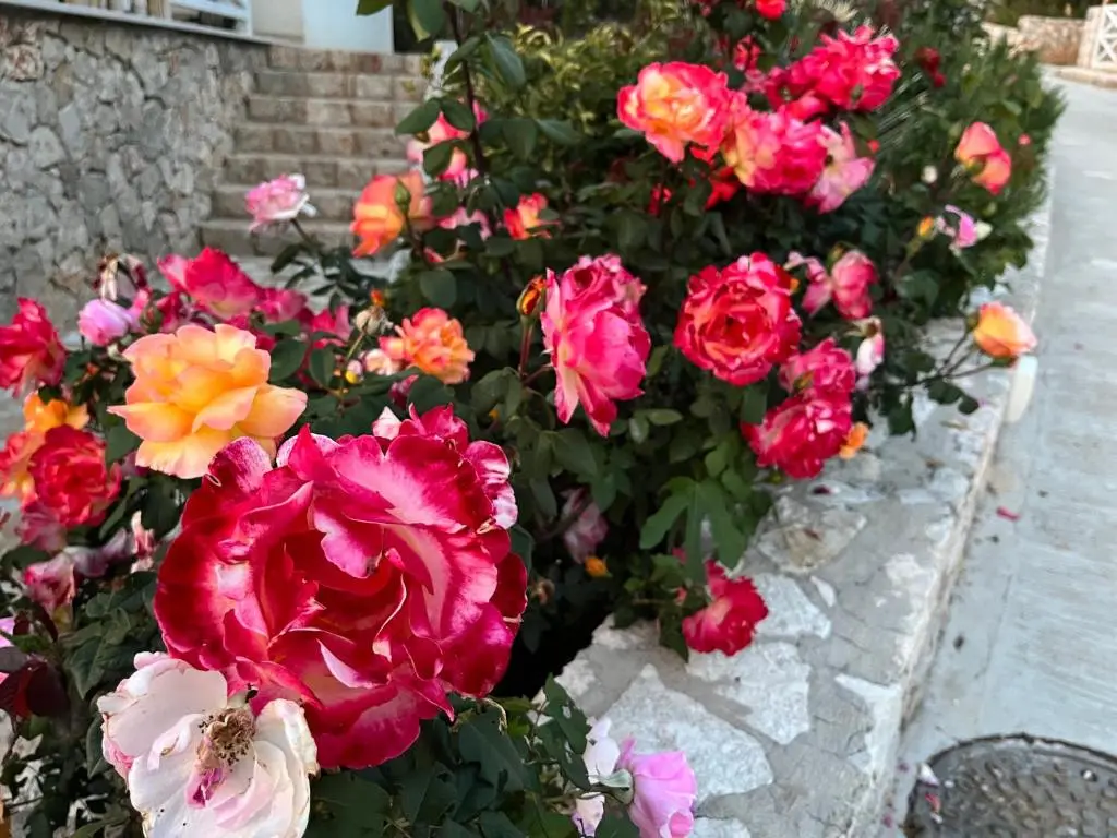img_id_1252790.webp