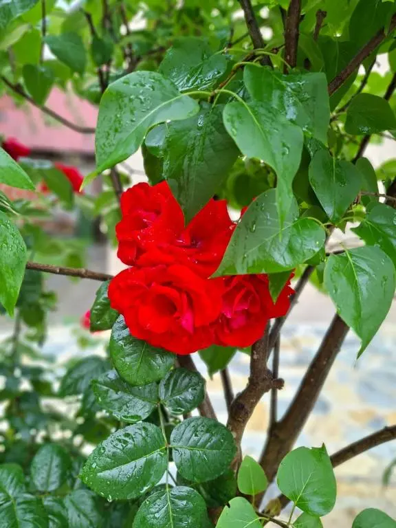 img_id_2232670.webp