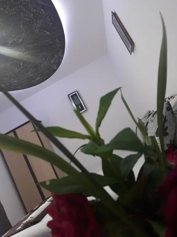 img_id_2228213.webp