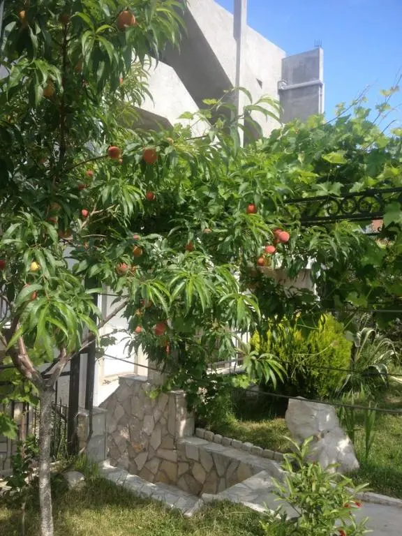img_id_2227158.webp