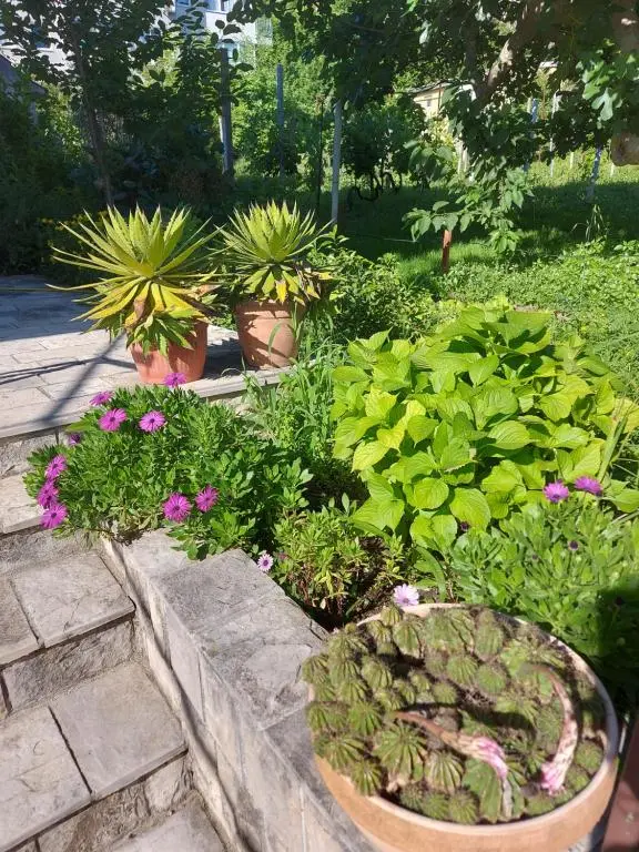 img_id_2226743.webp