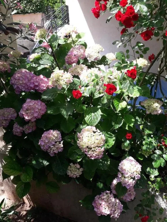 img_id_2223233.webp