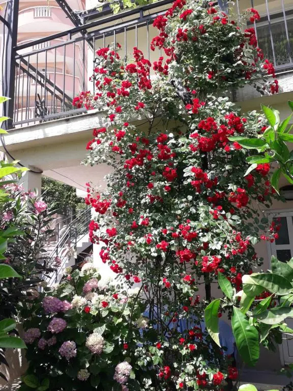 img_id_2223234.webp