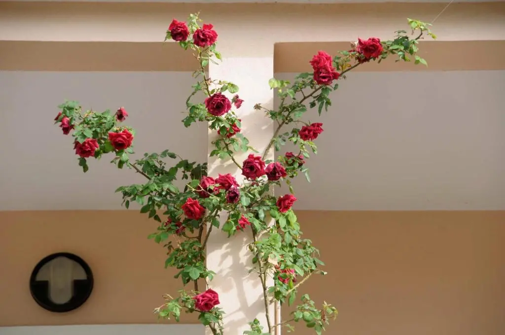 img_id_2221621.webp