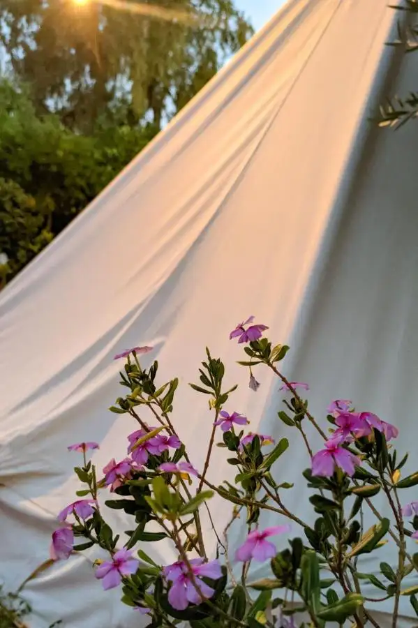 img_id_488149.webp