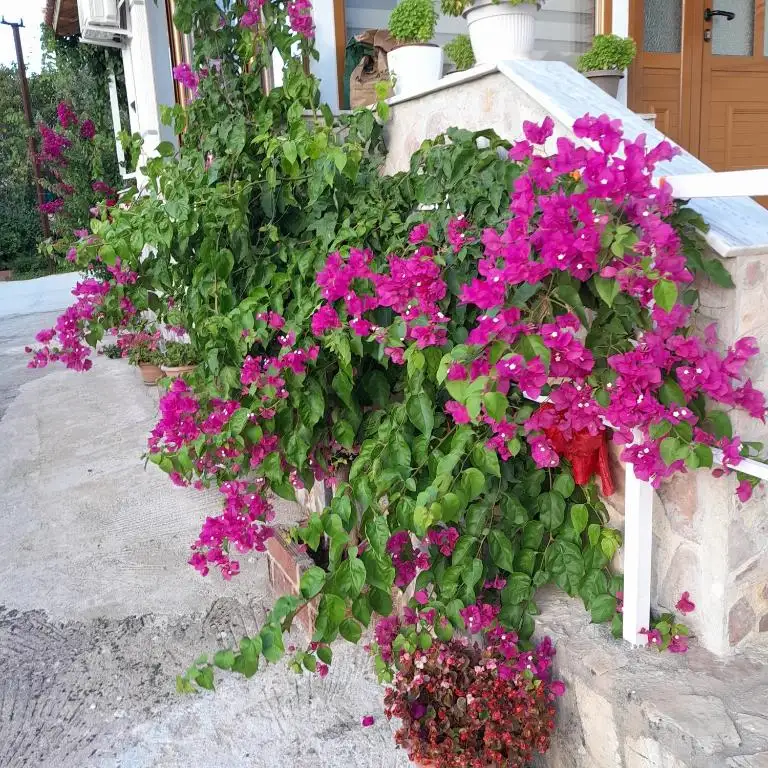 img_id_490048.webp