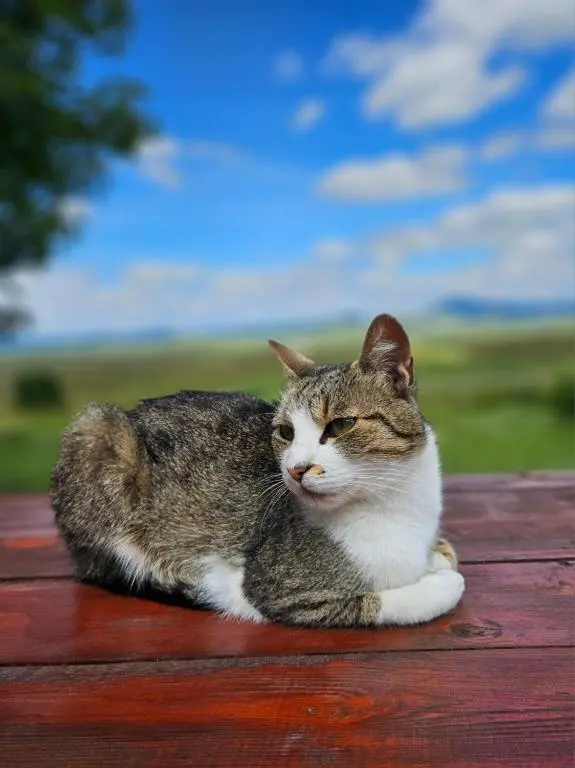 img_id_2216809.webp