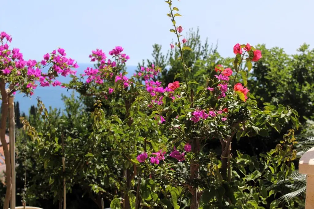 img_id_2213720.webp