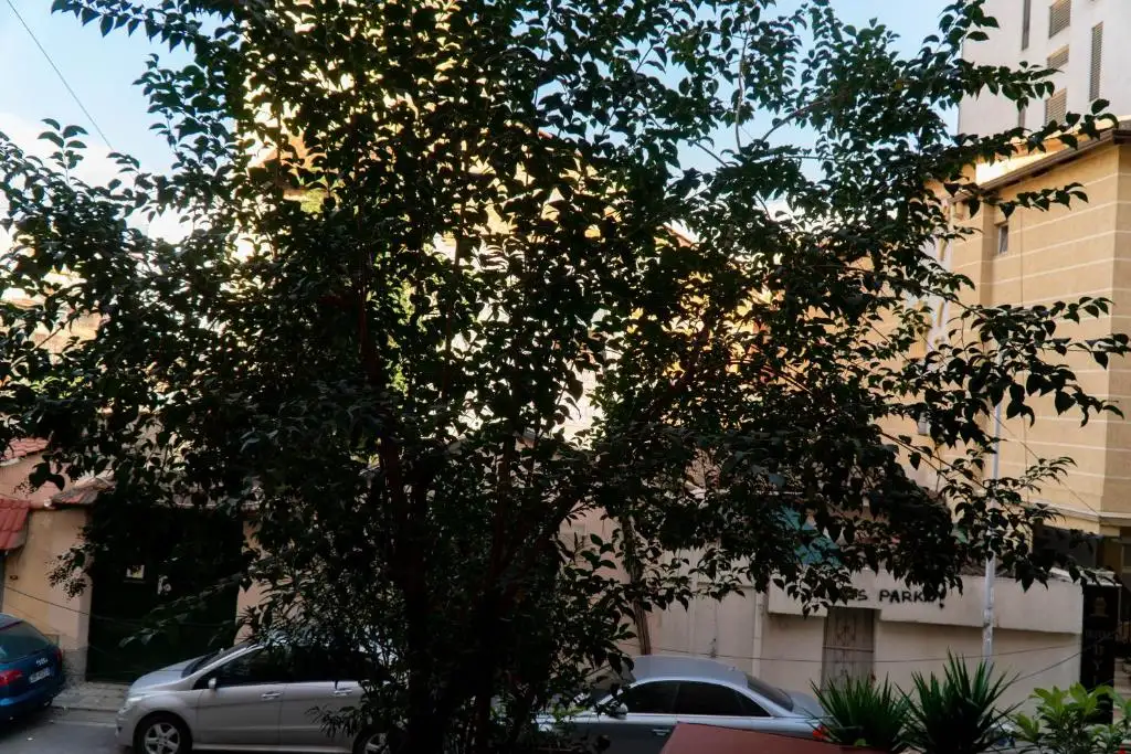 img_id_510270.webp