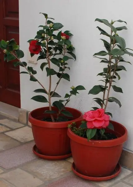 img_id_1624302.webp