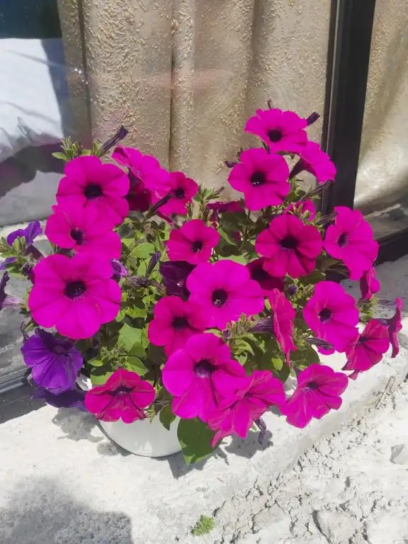 img_id_517146.webp