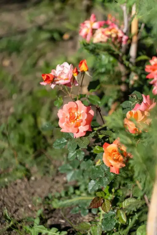 img_id_517874.webp