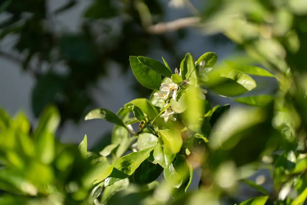 img_id_517876.webp