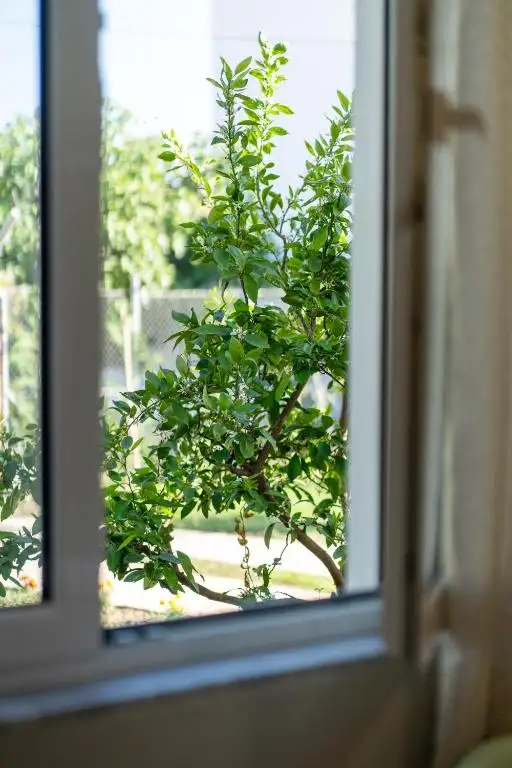img_id_517877.webp
