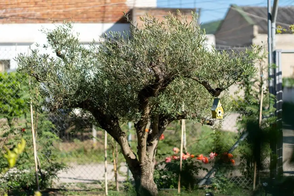 img_id_517890.webp