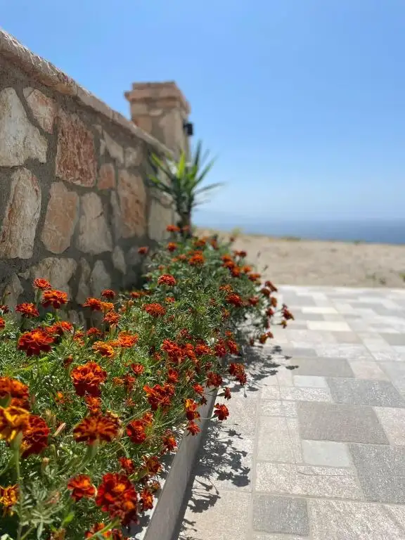 img_id_518970.webp