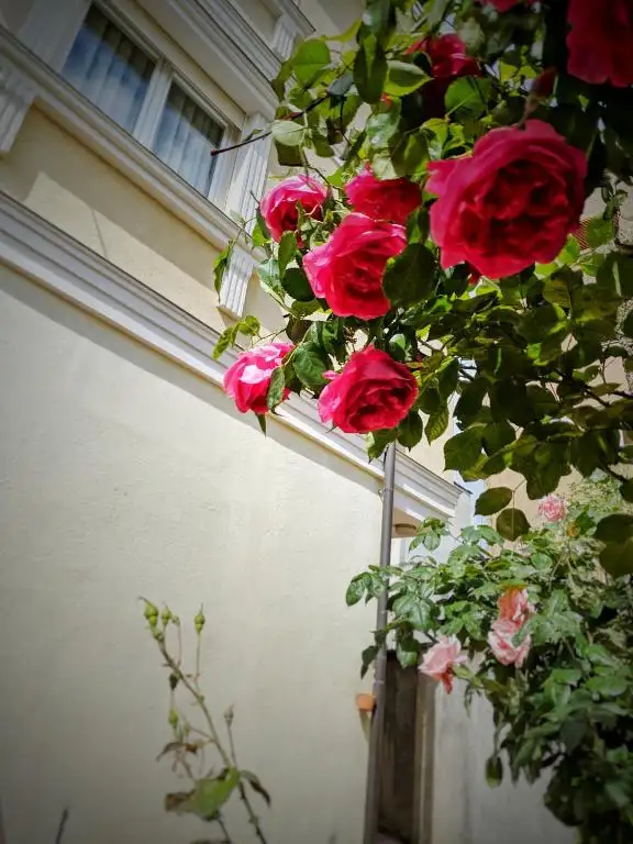 img_id_519310.webp