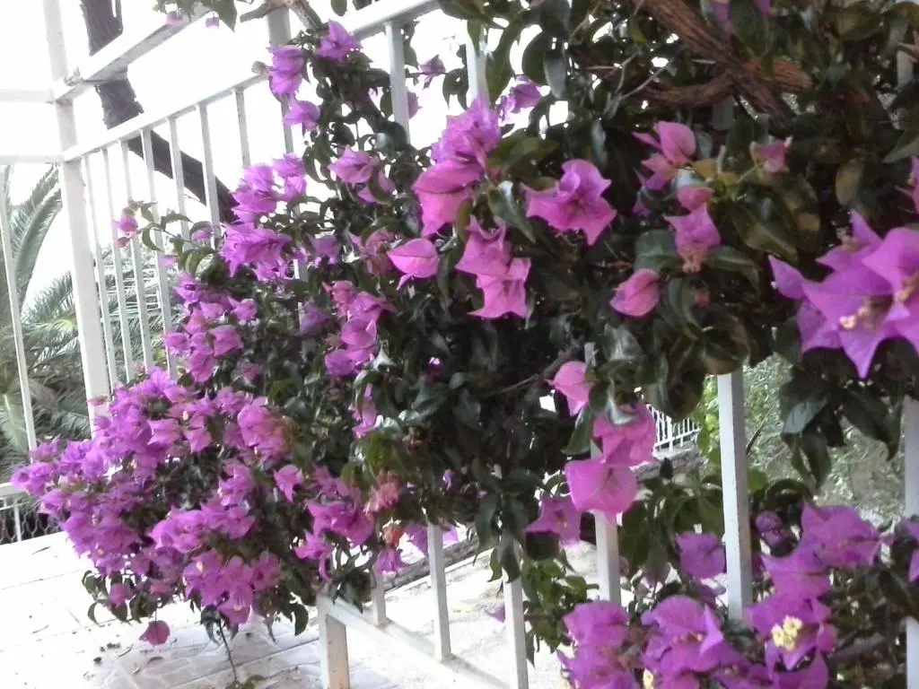 img_id_2204490.webp