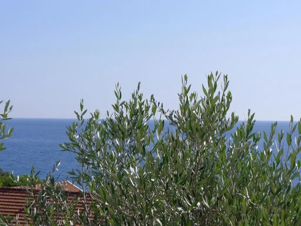 img_id_2204026.webp