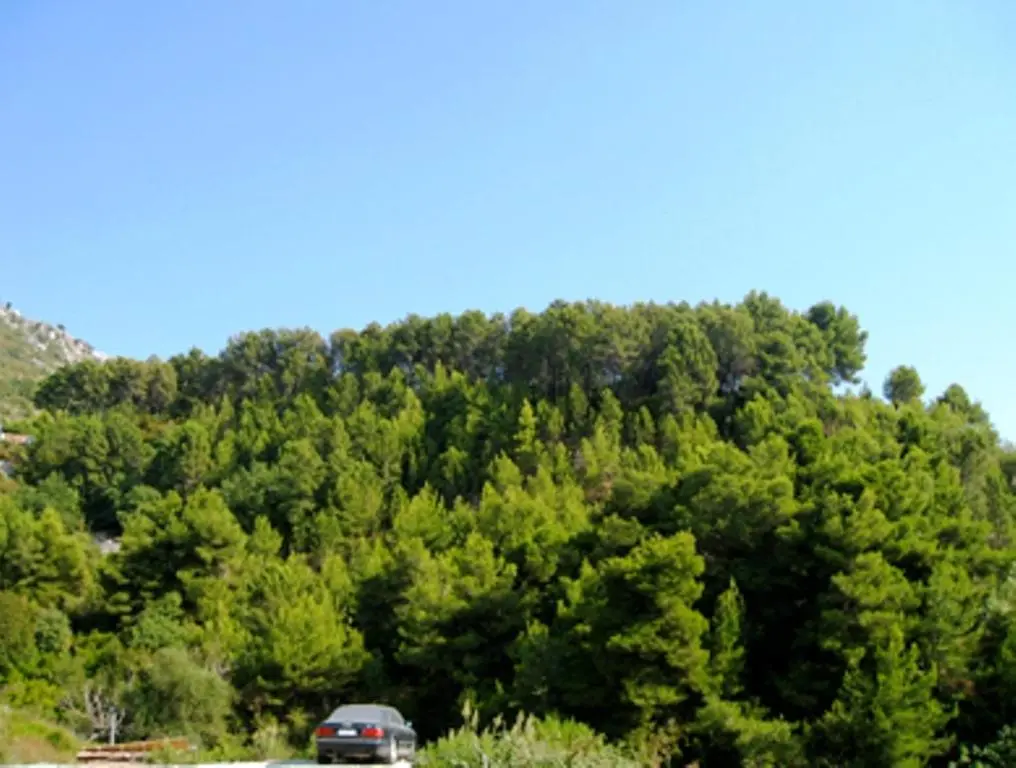 img_id_2204035.webp