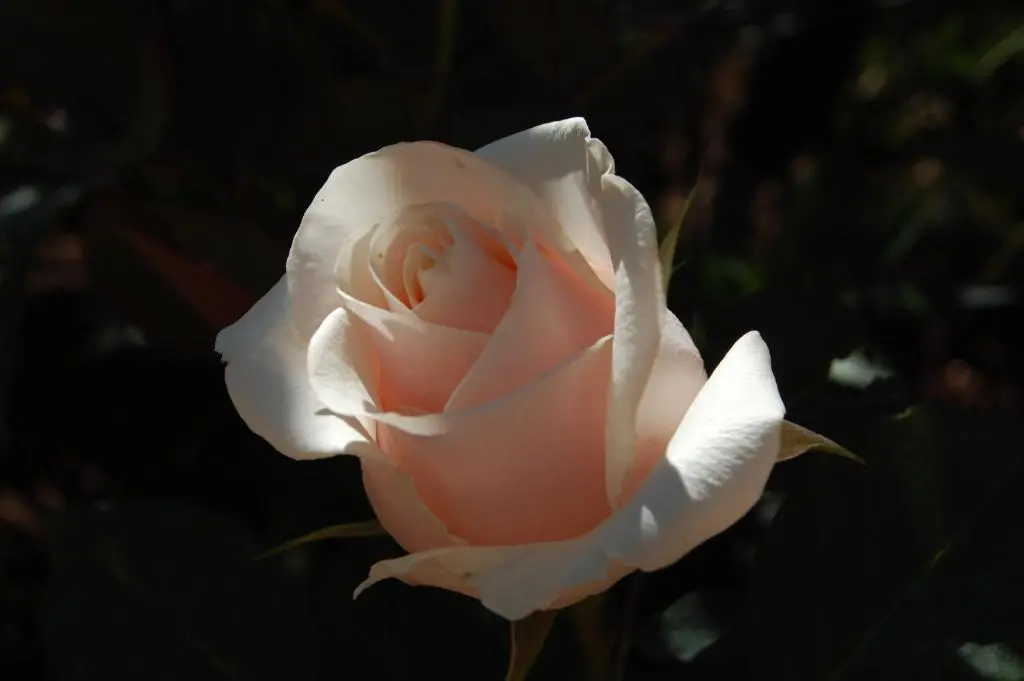 img_id_2203144.webp