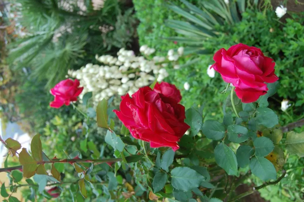 img_id_2203147.webp