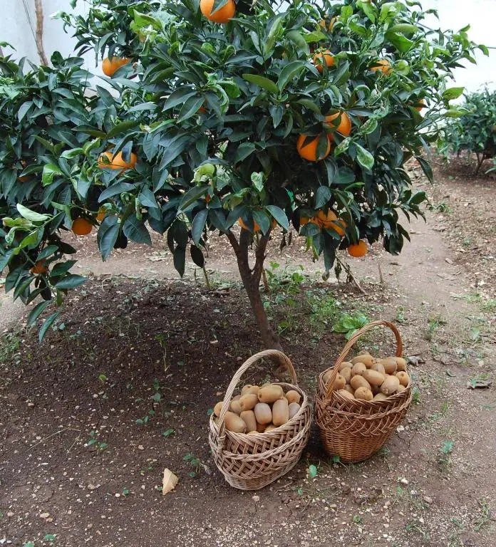 img_id_2203188.webp
