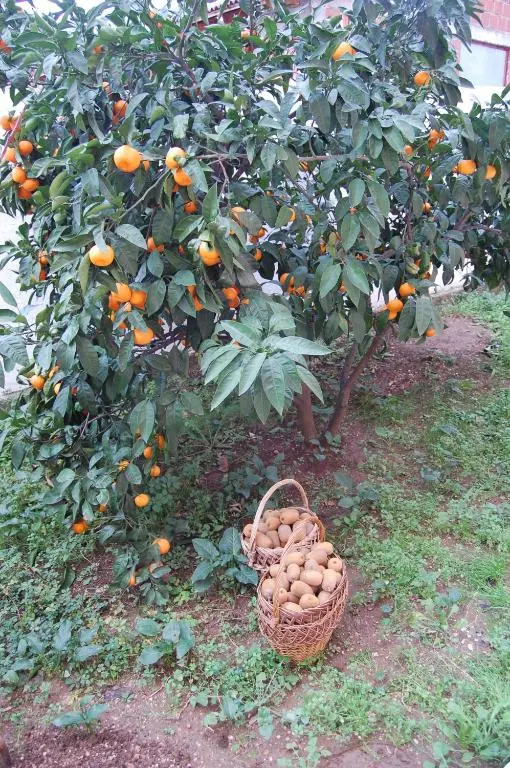 img_id_2203191.webp