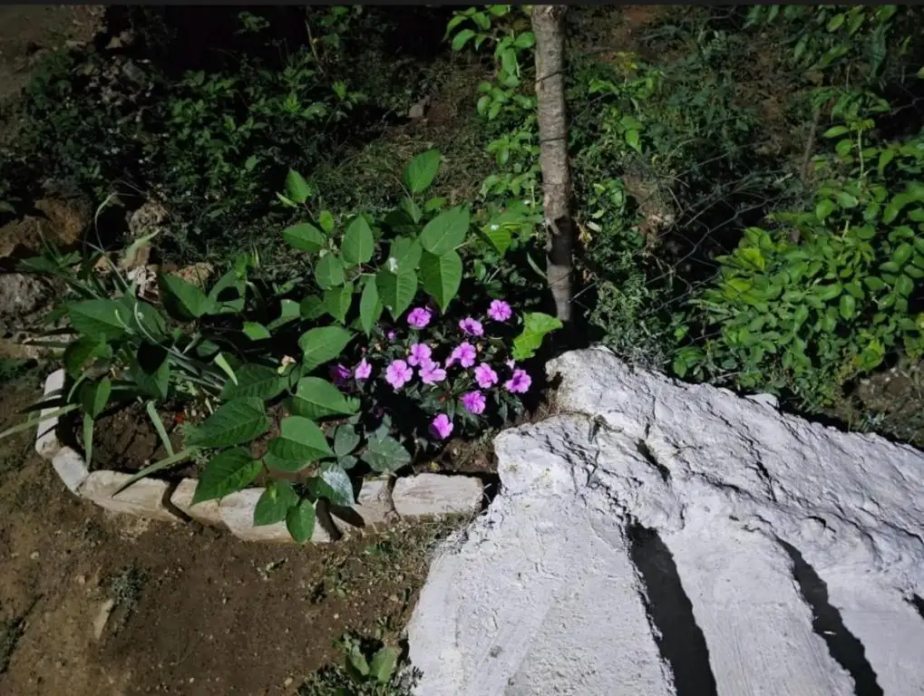 img_id_522751.webp