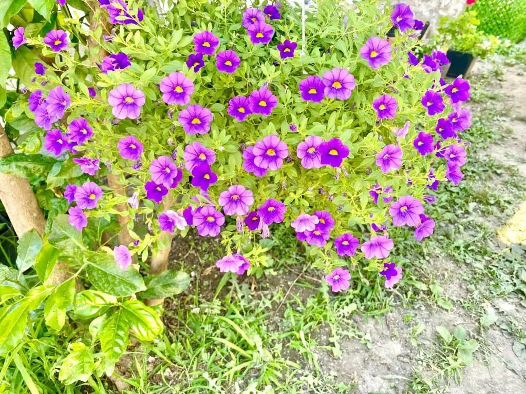 img_id_525640.webp