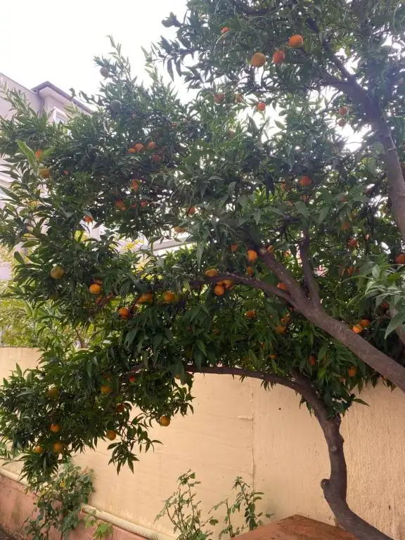 img_id_526212.webp