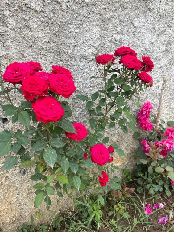 img_id_537905.webp